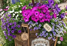 Barrel Planters On Sale Now