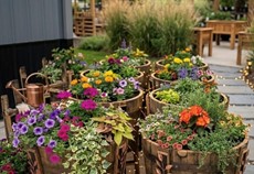 Barrel Planters On Sale Now